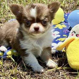 Praline - Chocolate and tan female Chihuahua puppy in Summerfield, Florida from Impeccable's Boutique & Ethical Breeder for the educated & discriminating ONLY