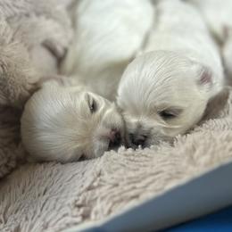 Maltese Puppies from Regal Maltese