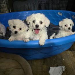Finley - White male Bichon Frise puppy in Eaton Rapids, Michigan from JMs Bichons