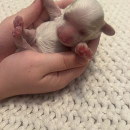 Sweetie - female Cockapoo puppy in Wellington, Kansas from Brian’s Puppies