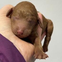 Boy 1 - Red  male Poodle puppy in Bettendorf, Iowa from Red Door Poodles