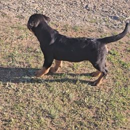 Rottweiler Puppies from Vom Uberlegenen Rottweilers