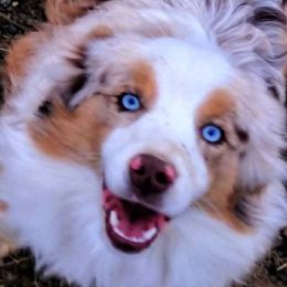 Miniature American Shepherds and Miniature Australian Shepherds from War Eagle Kennel