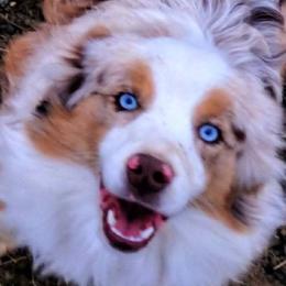 Miniature American Shepherds and Miniature Australian Shepherds from War Eagle Kennel
