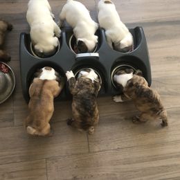 Bulldogs from Glamis Bulldogs