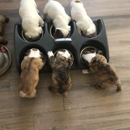 Bulldogs from Glamis Bulldogs