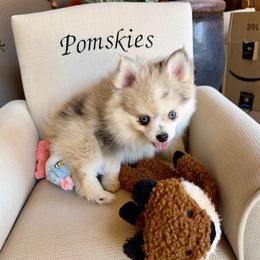 Liam - Merle male Pomsky puppy in Cave Creek, Arizona from Arizona Luxury Pomskies