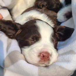 Cocker Spaniels and English Springer Spaniels from Mattson Equine Horse & Hound