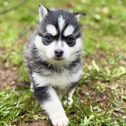 Tinsel - Black and white female Pomsky puppy in Auburn, Washington from Periwinkle Pomskies