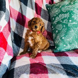 Girl red $500 - Red  Poodle puppy in Siloam Springs, Arkansas from Wanda De La Rosa