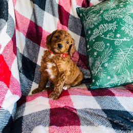 Girl red $500 - Red  Poodle puppy in Siloam Springs, Arkansas from Wanda De La Rosa