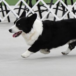 German Shorthaired Pointers from Oakcreek