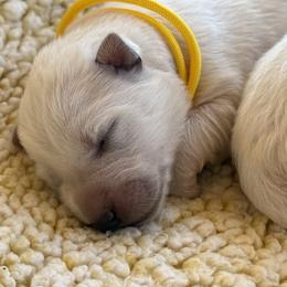 Berger Blanc Suisse and German Shepherd Puppies from Scenic Creek German Shepherds and White Swiss Shepherds