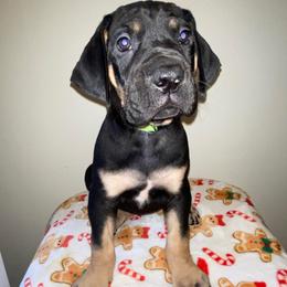 Rudolph - Black male Great Dane puppy in Spartanburg, South Carolina from Pawlmetto Danes