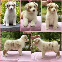 Red Merle female - Red merle female Australian Shepherd puppy in Castle Rock, Washington from Zoolo Kennels “HOF”