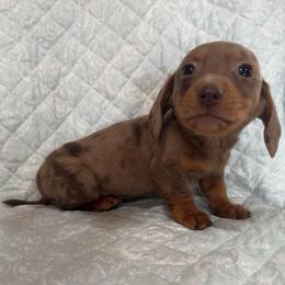 Chocolate dapple - Dapple male Dachshund puppy in Galax, Virginia from Dells  Dachshund’s