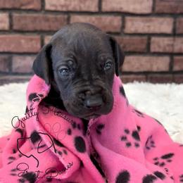Shine - Black and white female Great Dane puppy in Barberton, Ohio from Guilty Pleasure Great Danes