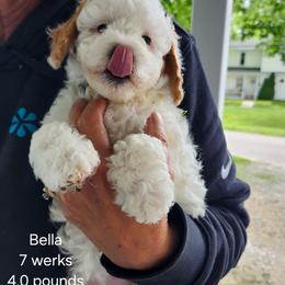 Yellow collar  Bella and Red Collar Loula - Cream female Goldendoodle puppy in Fairmount, Indiana from Capens' Doodles,Poodles and Poo's
