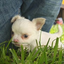 Boy 3 - Chihuahua puppy from Chi Chi's Place