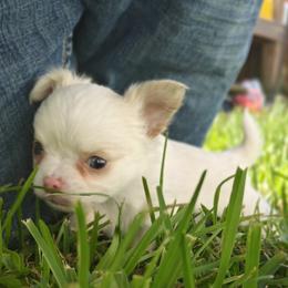 Boy 3 - Chihuahua puppy from Chi Chi's Place