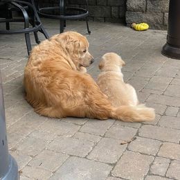Golden Retriever Puppies from EP's Golden Retrievers