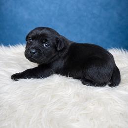 Pee Wee - Black male Cane Corso puppy in Haslet, Texas from Trained To Go Corso Kennels (T.T.G. Corso Kennels)