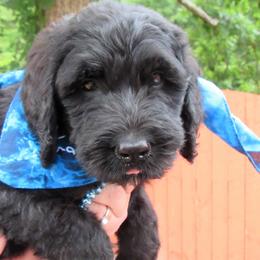 "Lavender 07/2022" Bernedoodle Puppies from Snuggle Bug Doodles