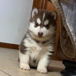 Girl 1 - Red and white female Siberian Husky puppy in Loudon, Tennessee from Kristari Siberians