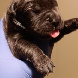 Girl 2 - Black female Cane Corso puppy in Pomona Park, Florida from Noble Guard Cane Corso