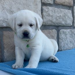Max (Green Collar) - Yellow male Labrador Retriever puppy in Mansfield, Missouri from Leadhill Labs