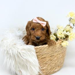 EMBER - Red  female Goldendoodle puppy in Davison, Michigan from Dreaming Doodles