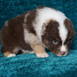 Sirius - Red merle male Miniature American Shepherd puppy in Kamuela On The Big Island, Hawaii from Royal Hawaiian Aussies LLC