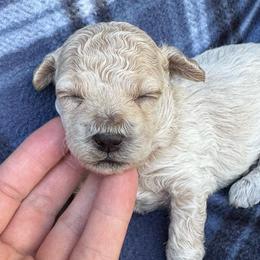 Max - Apricot male Maltipoo puppy in Alexander, Arkansas from Durham's Designer Poos