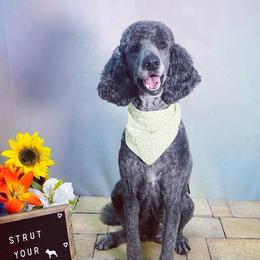 Lady - Poodle