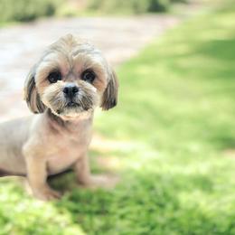 Winfred - Shih Tzu