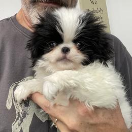 Japanese Chin puppies from Sakura Japanese Chin