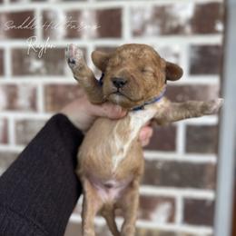 Raylon - Apricot male Goldendoodle puppy in Rienzi, Mississippi from Saddle Hill Farms