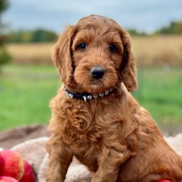 Black - Red  male Goldendoodle puppy in Hesperia, Michigan from Red Acres Poodles & Doodles