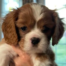 Dolce - Blenheim female Cavalier King Charles Spaniel puppy in Cincinnati, Ohio from Liberty's Legacy Cavaliers