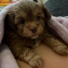 Nessie - Brown female Shihpoo puppy in Hudson, Florida from Thistle & Tails Shihpoos