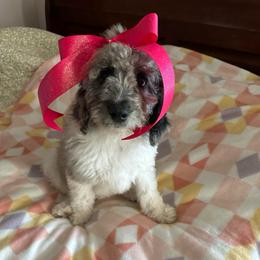 Soufflé - Merle female Labradoodle puppy in Greensboro, Georgia from B’s Doodles
