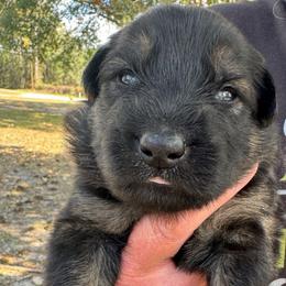 Silver collar boy - Sable male German Shepherd puppy in Lake City, Florida from Saylor Shepherds