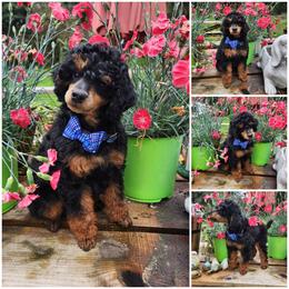 Alladin - Phantom male Poodle puppy in Elma, Washington from Joyful Paw Poodles