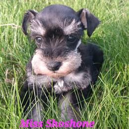 Miss Shoshone - Black and silver female Miniature Schnauzer puppy in Shoshone, Idaho from Debra Kruse's Miniature Schnauzers
