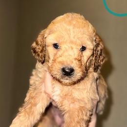 Girl 2 turquoise collar - Cream female Goldendoodle puppy in San Diego, California from Southside Doodles