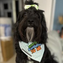 Willow - Cockapoo
