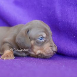 Buddy - Chocolate and tan male Dachshund puppy in Apple Valley, California from Socaldoxies