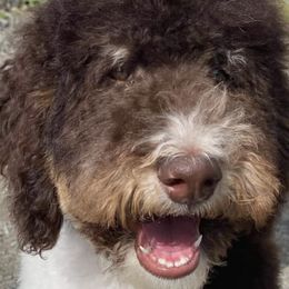 Goldendoodles from North Coast Doodles