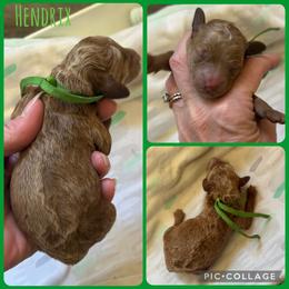 Hendrix - Red  male Poodle puppy in Mount Vernon, Illinois from AMC Poodles