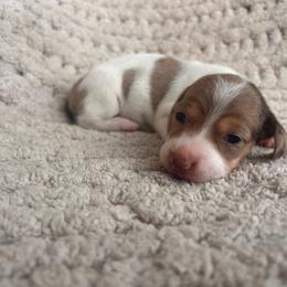 Chocolate And Tan Dapple Piebald - Dapple female Dachshund puppy in Blackstone, Virginia from Cheyenne's Dachshunds